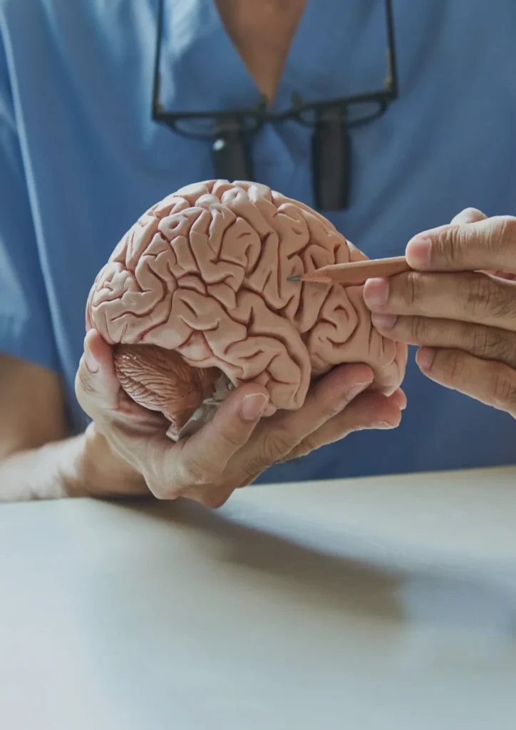 Neurosurgeon displays a brain model and a pencil, emphasizing the connection between anatomy and surgical techniques